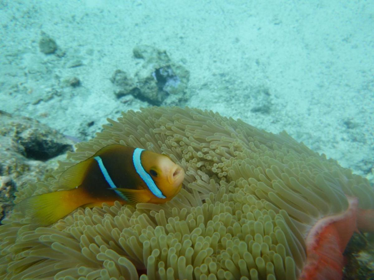 La Perle Tahaa Otel Tapu' amu Dış mekan fotoğraf