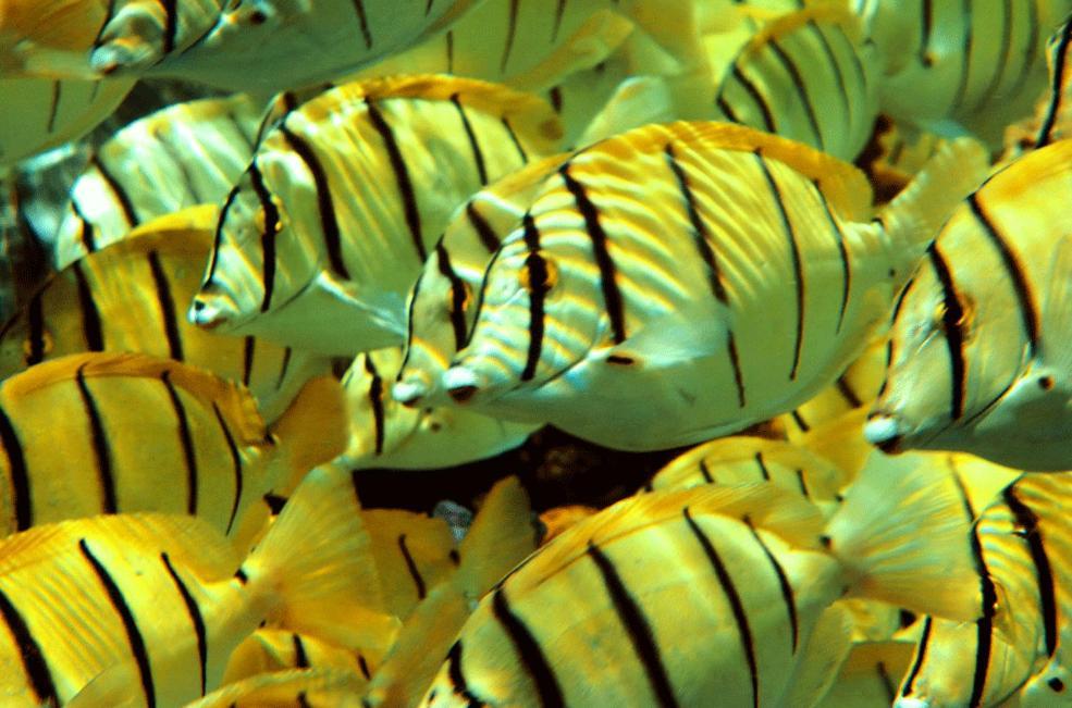 La Perle Tahaa Otel Tapu' amu Dış mekan fotoğraf