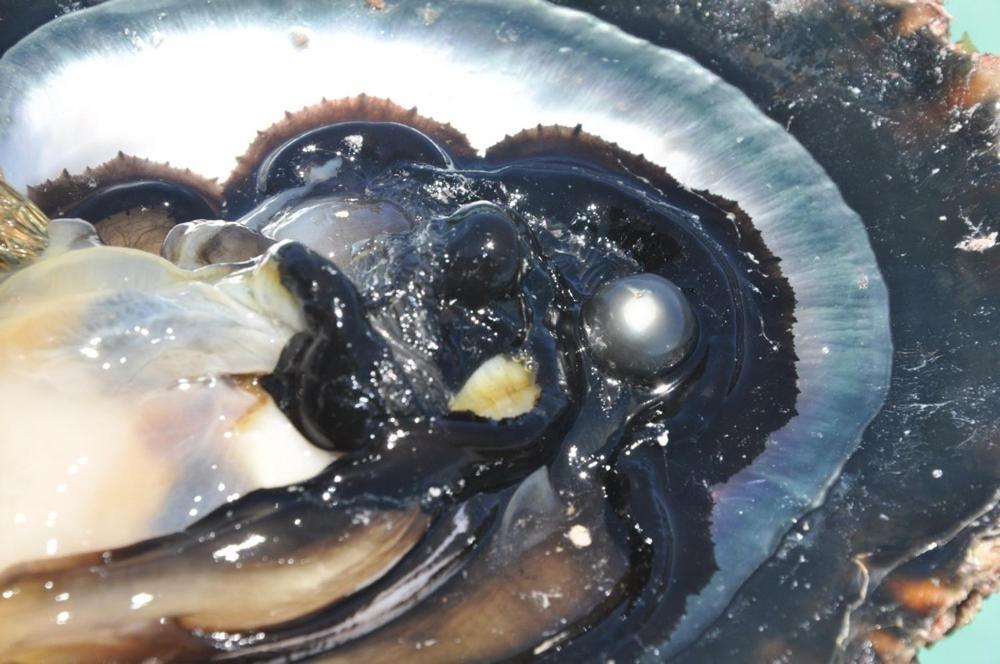 La Perle Tahaa Otel Tapu' amu Dış mekan fotoğraf