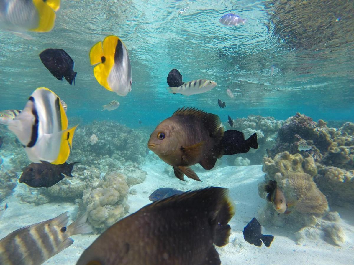 La Perle Tahaa Otel Tapu' amu Dış mekan fotoğraf