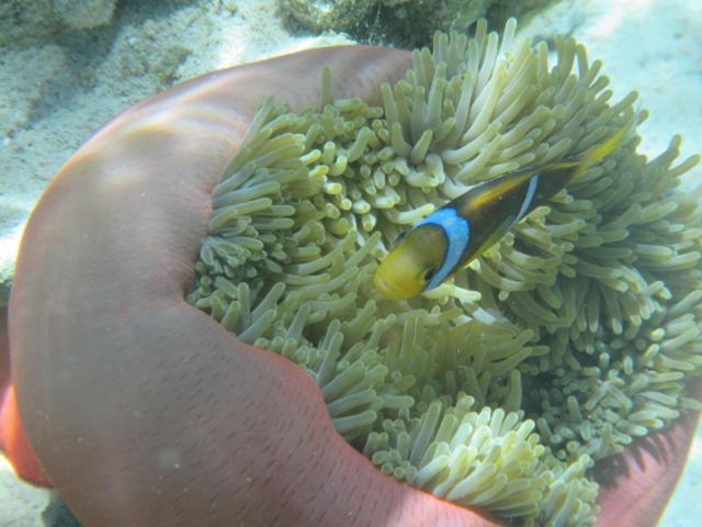 La Perle Tahaa Otel Tapu' amu Dış mekan fotoğraf